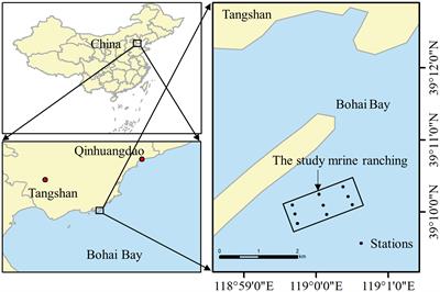Ecological carrying capacity and carbon sequestration potential of bivalve shellfish in marine ranching: A case study in Bohai Bay, China